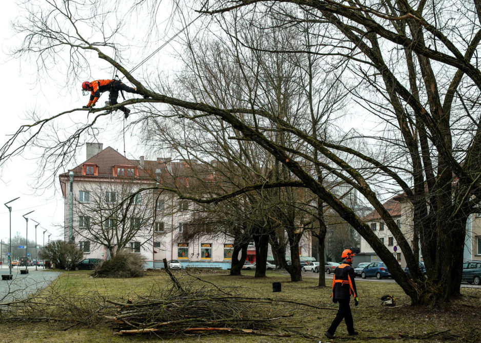 Puude hooldus linnas.